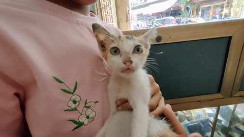 Neighbors come into the store with a cute kitten