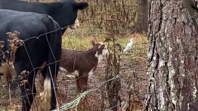 Cattle Herd in a Tizzy Over Heron Visit