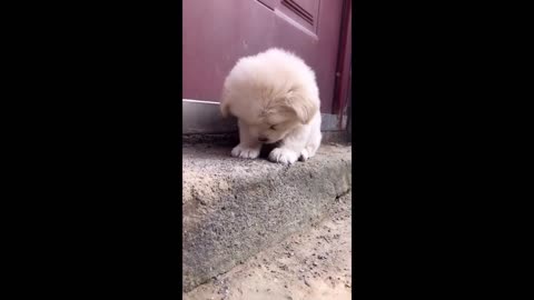 Compilation of Cute Pets