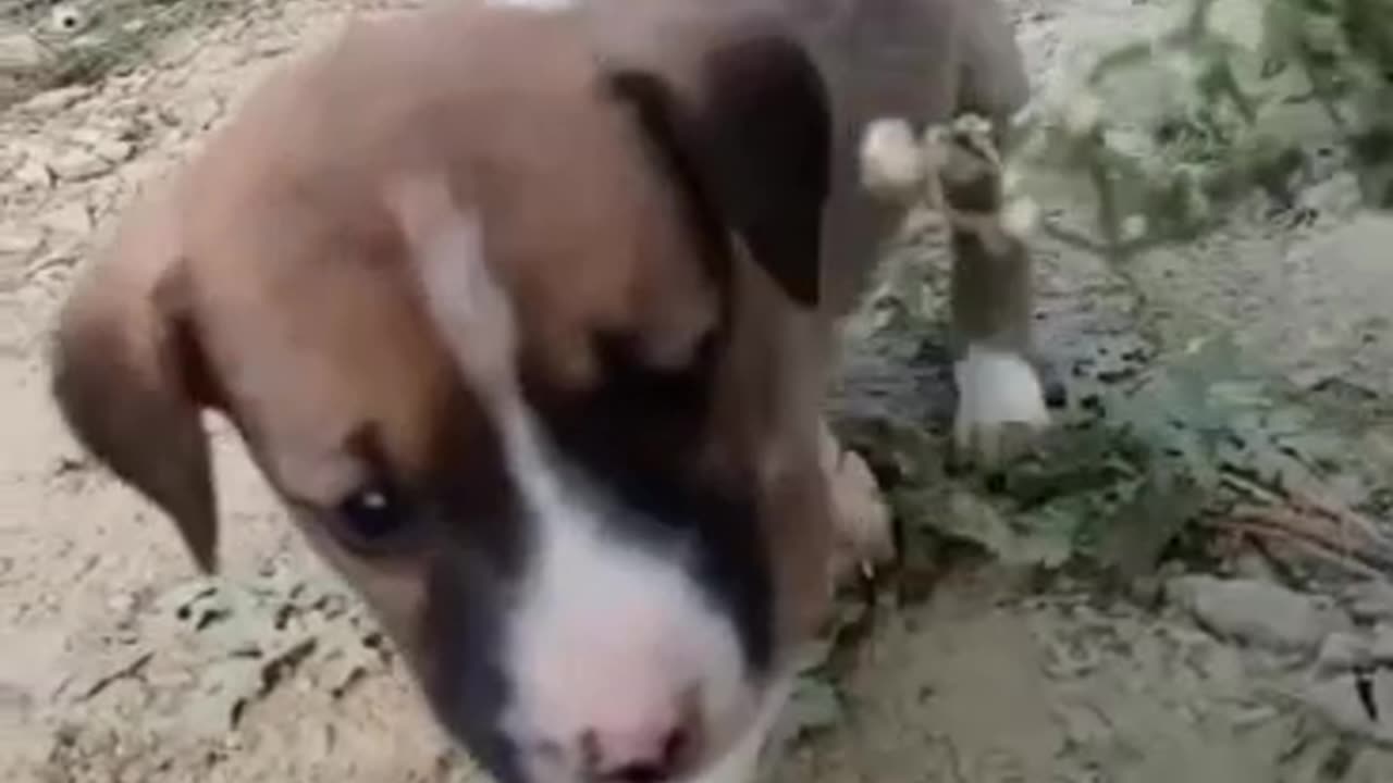 Cute puppy