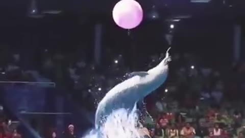 Funny dolphin