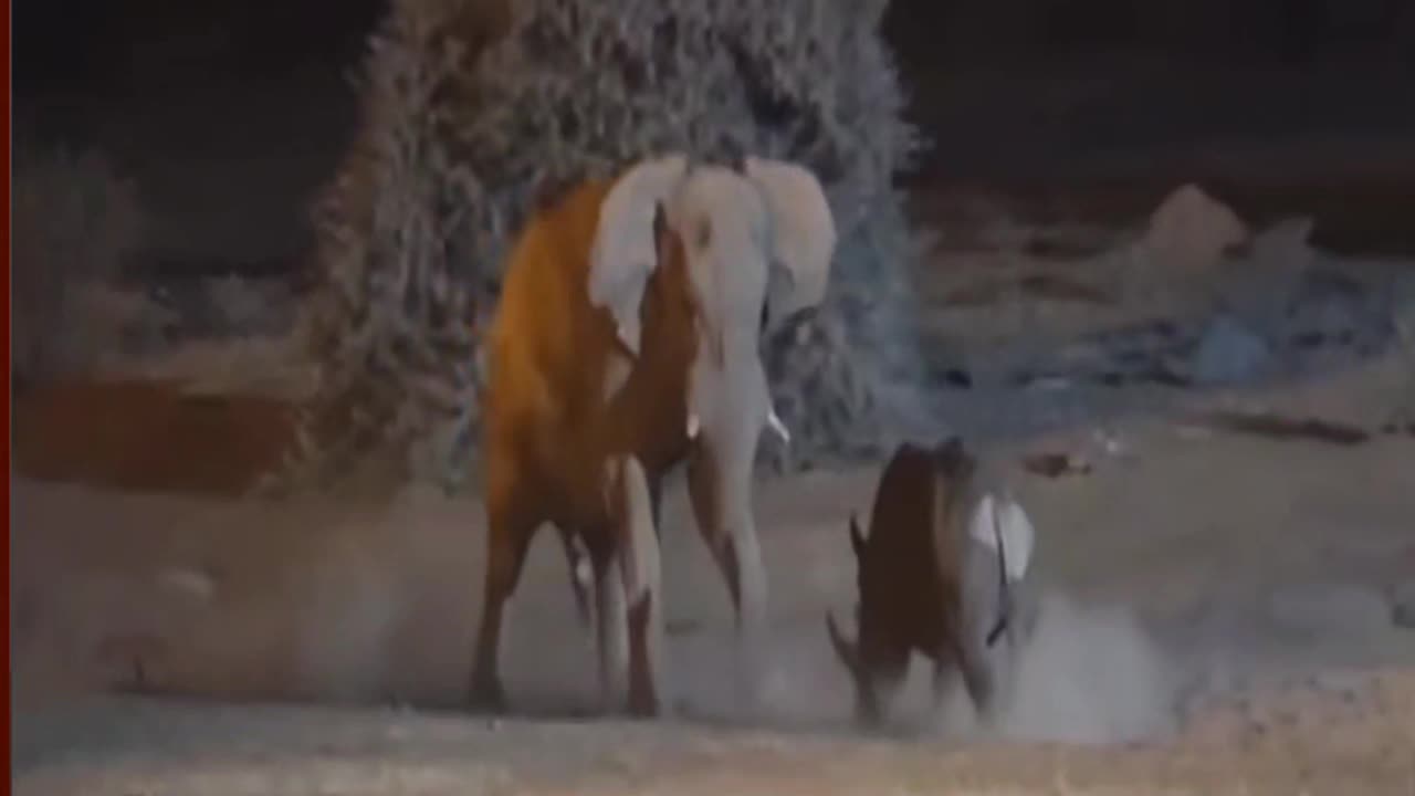 Elephant and Rhinosaurs fight