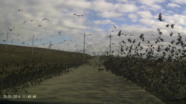 Caution! Birds on the Road!