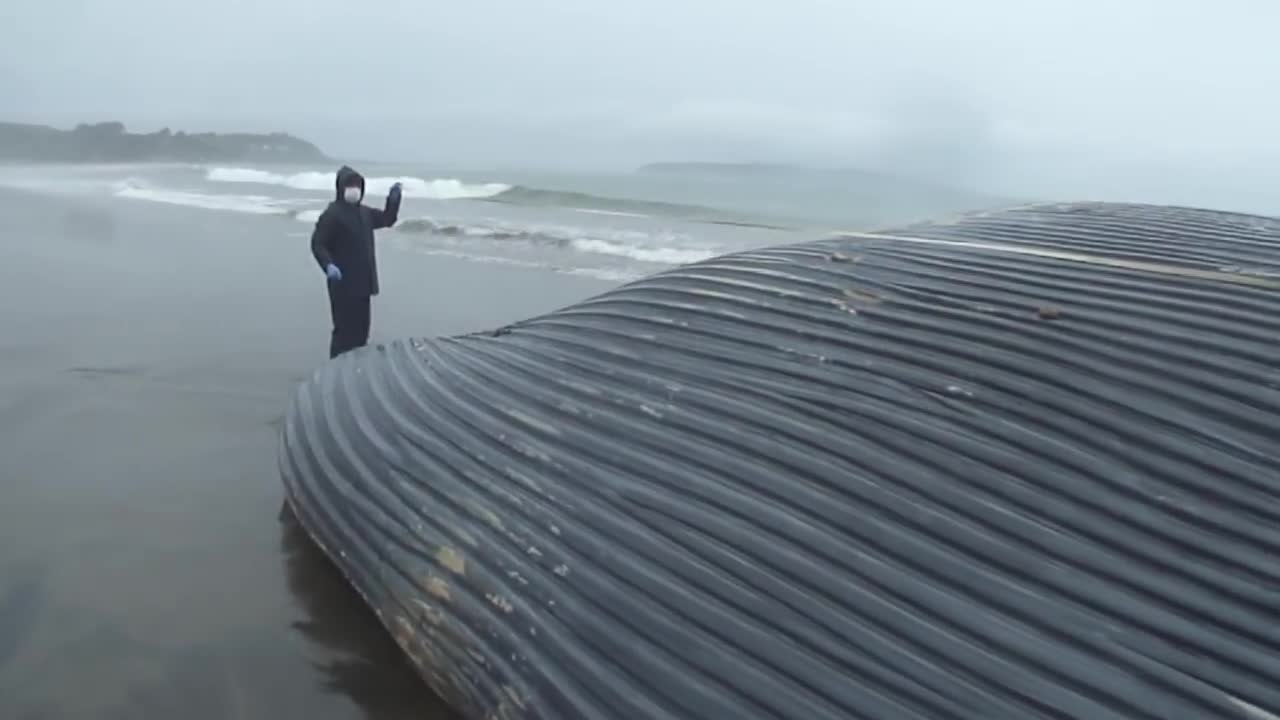 blue whale stranded in the south of chili