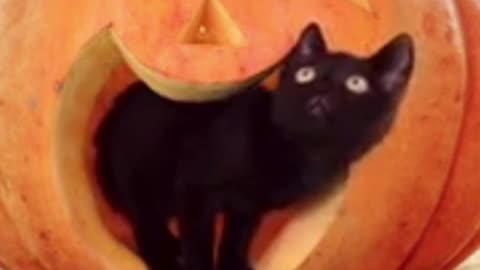 Cute Black Kitten Stay Inside Pumpkin