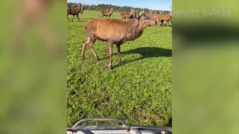 Cute funny animal's 🤩🤩