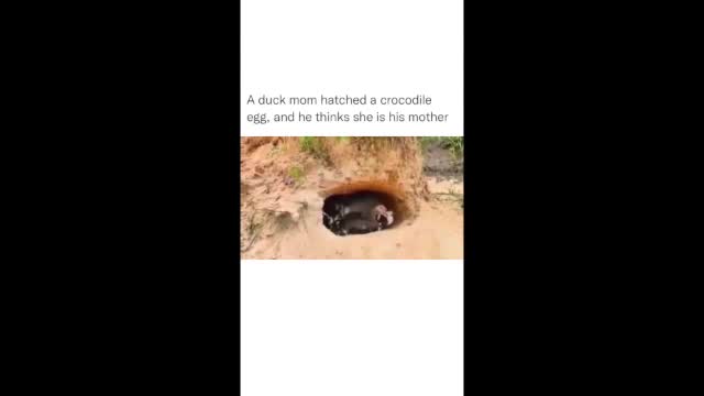 Crocodile Has Unusual Family