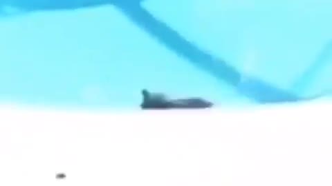 cat in the pool