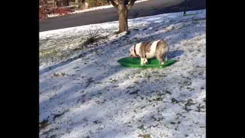 Dogs Excited For The Snow