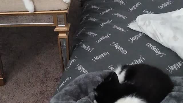 Grey pillow