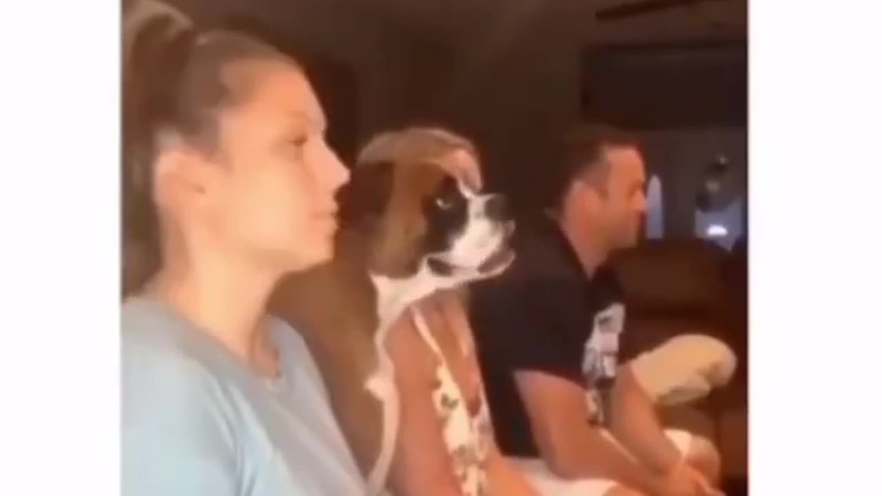 Funny dog video