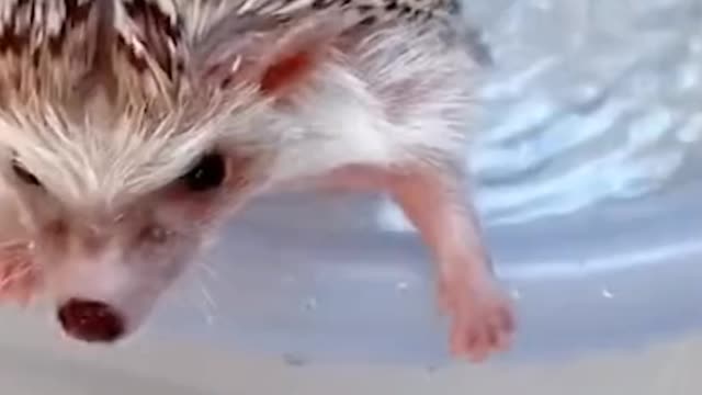 Cute hedgehog bathing😍💙