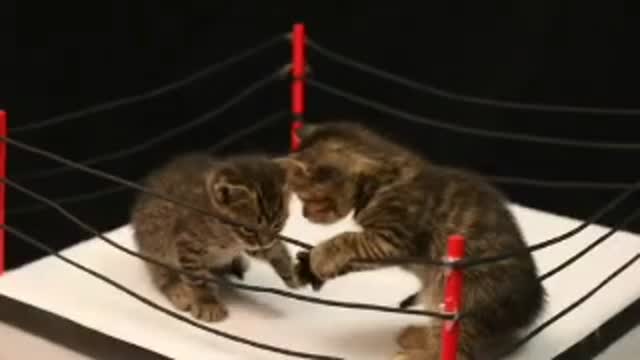 Cat VS Cat WWC fight ...(Part-1)