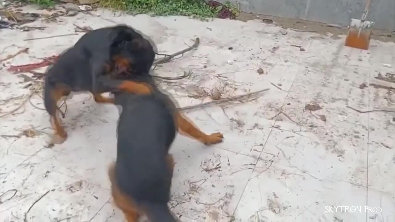 Best dog fight compilation