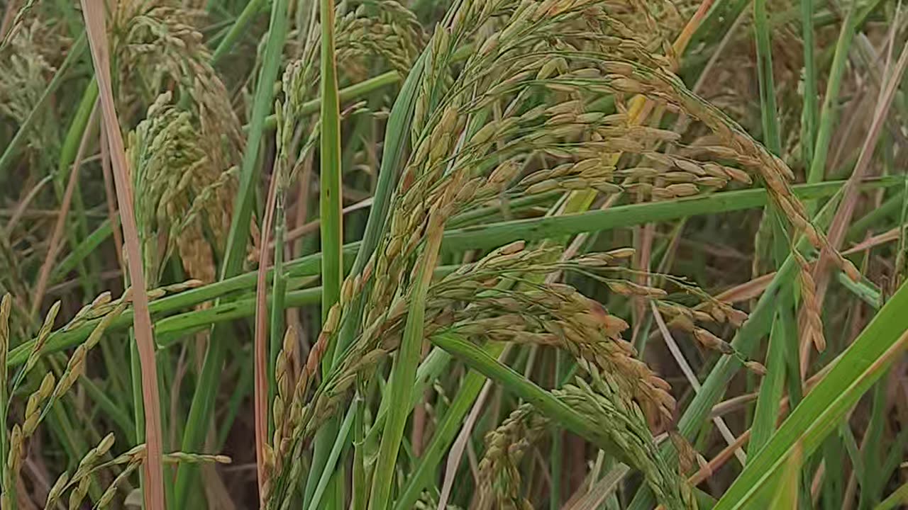 #Rice field in natural environment#viral