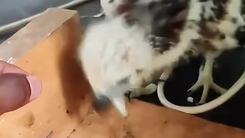 The man found a baby hawk while walking his dog shorts