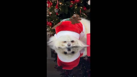 How I celebrate the Christmas