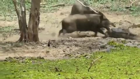 greatest animal fights , greatest fights in the animal world