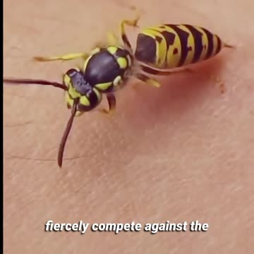 The Reason Why Wasps Steal Your Meat