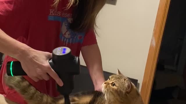 Cat Receives the Purrfect Backrub