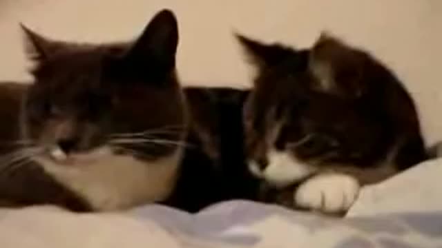 Cat Talking Translation 😎😽🐶