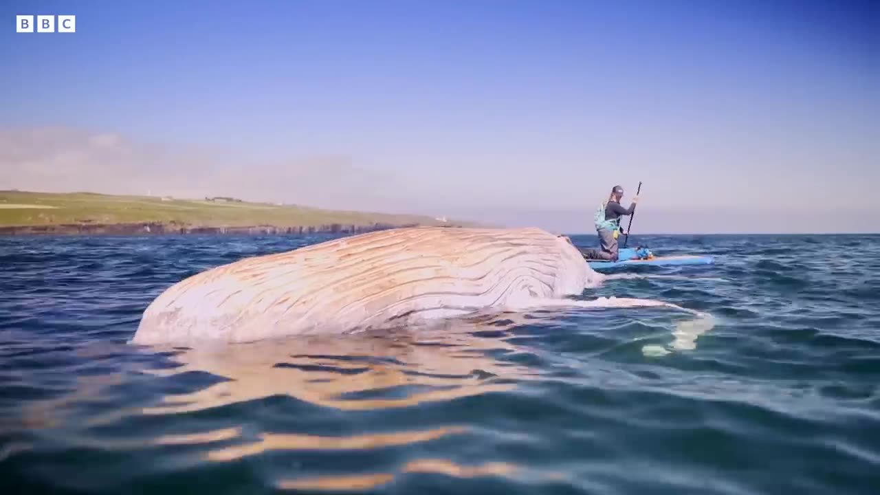 Harrowing Ocean Encounter with Baby Whale | Bad Natured | BBC Earth