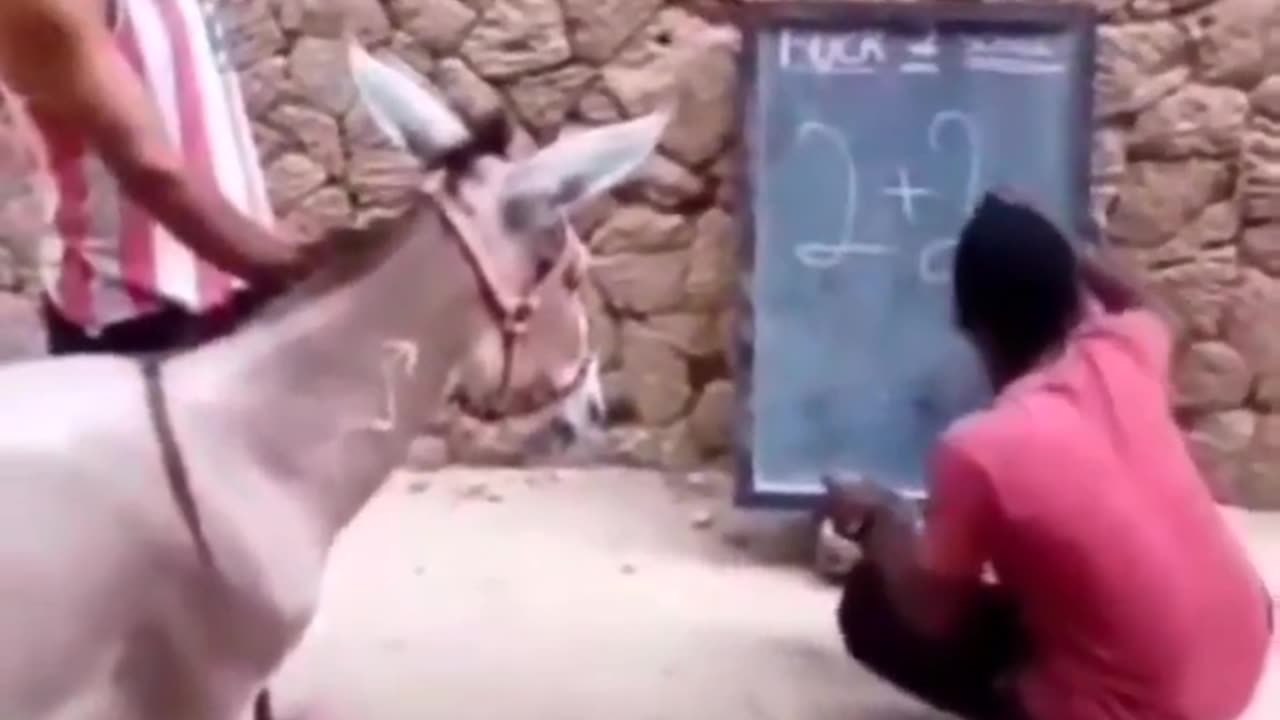 Maths calculating donkey