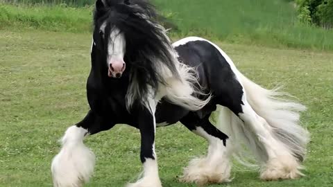 Top 10 Tallest Horses in the World