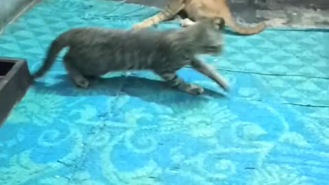 Cat fighting video