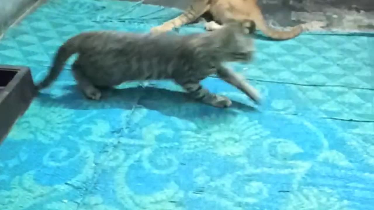 Cat fighting video