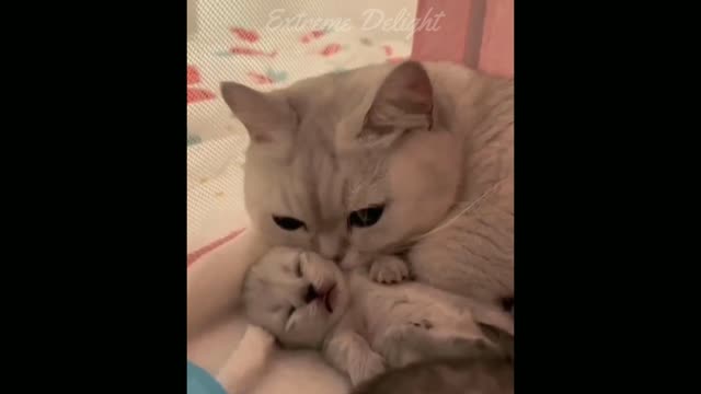 Super Cute and Funny Cat Videos Compilation | Part 17