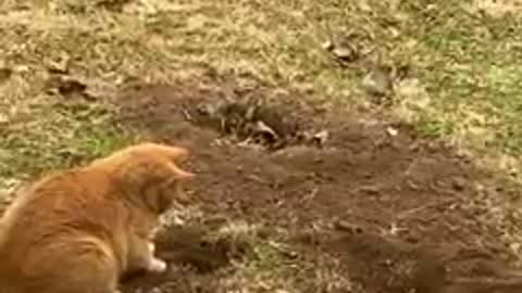 Animal: cat vs mole