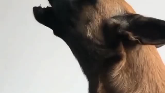 Animal sounds videos dogs