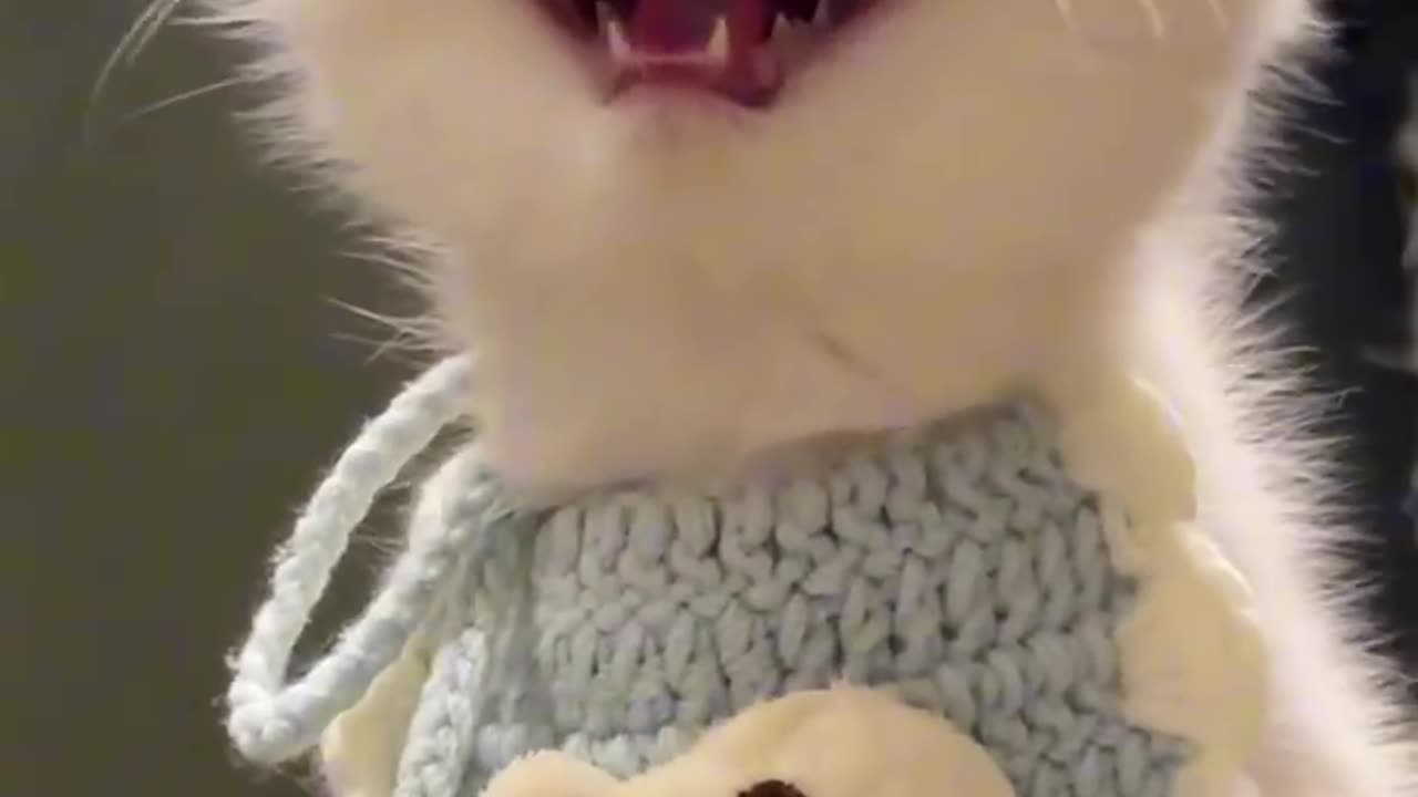 Viral funny videos of cute baby cat.😃😃