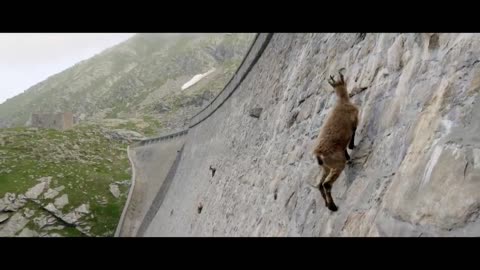 MOUNTAIN GOATS - These Creatures Don’t Care About The Laws Of Physics Despite Their Hooves6