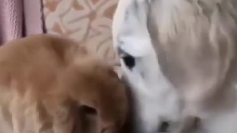 Funniest Animals - Best Of The 2022 Funny Animal Videos 2022