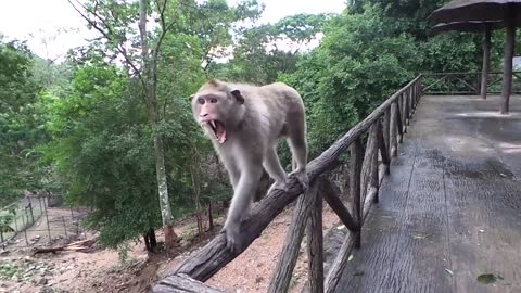 MONKEY ATTACK