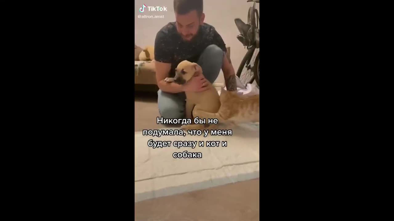 Prepare to Laugh Out Loud With These Crazy Cats