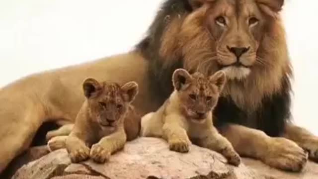 Cute lion cubs playing(HD) funny animals 😲🐯#shorts