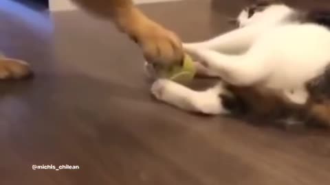 Funniest cat and dog video 🐱🐈🤣🤣🤣