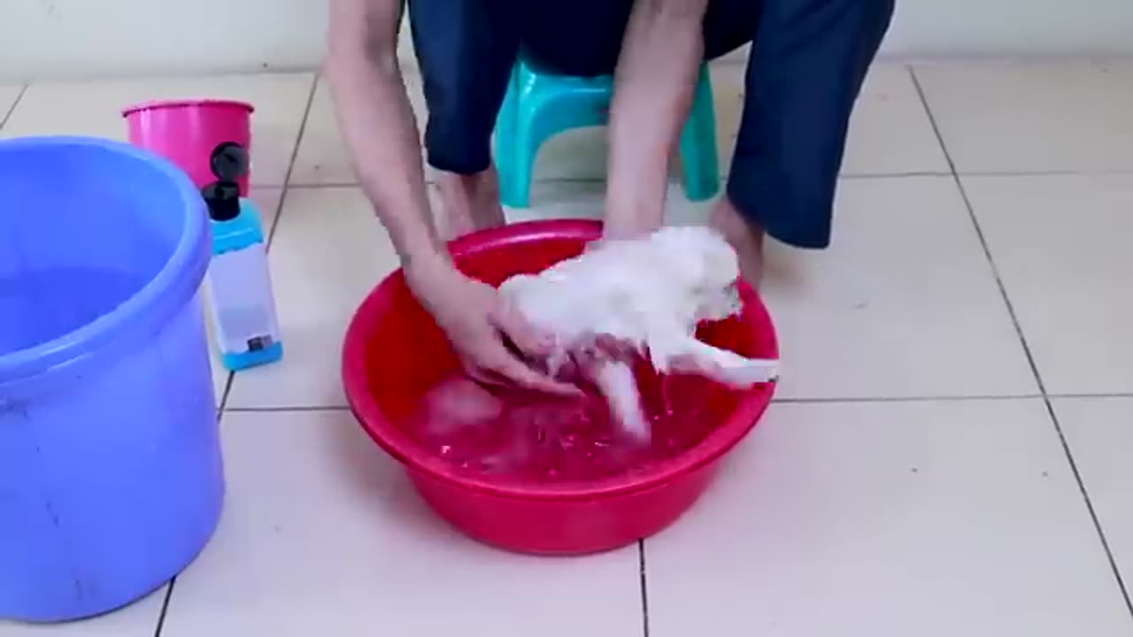 How to bath cute puppy