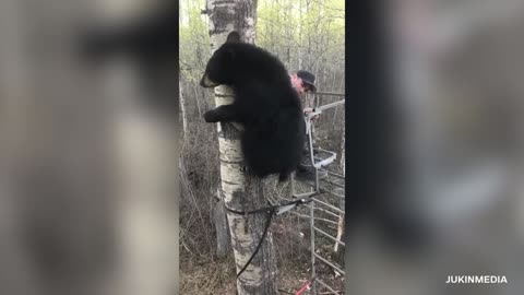 5 Unexpected Bear Encounters Caught On Camera