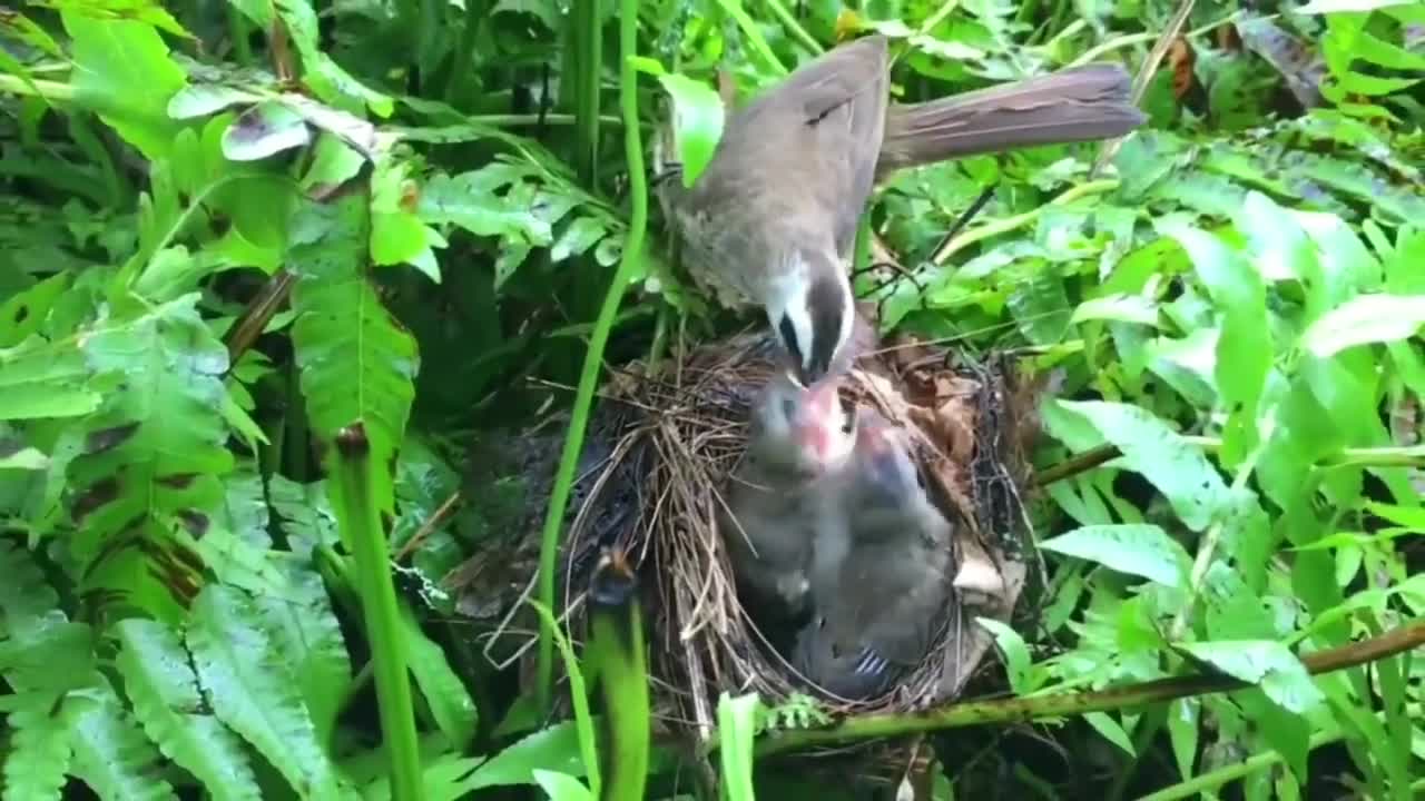 cute baby bird attraction snake