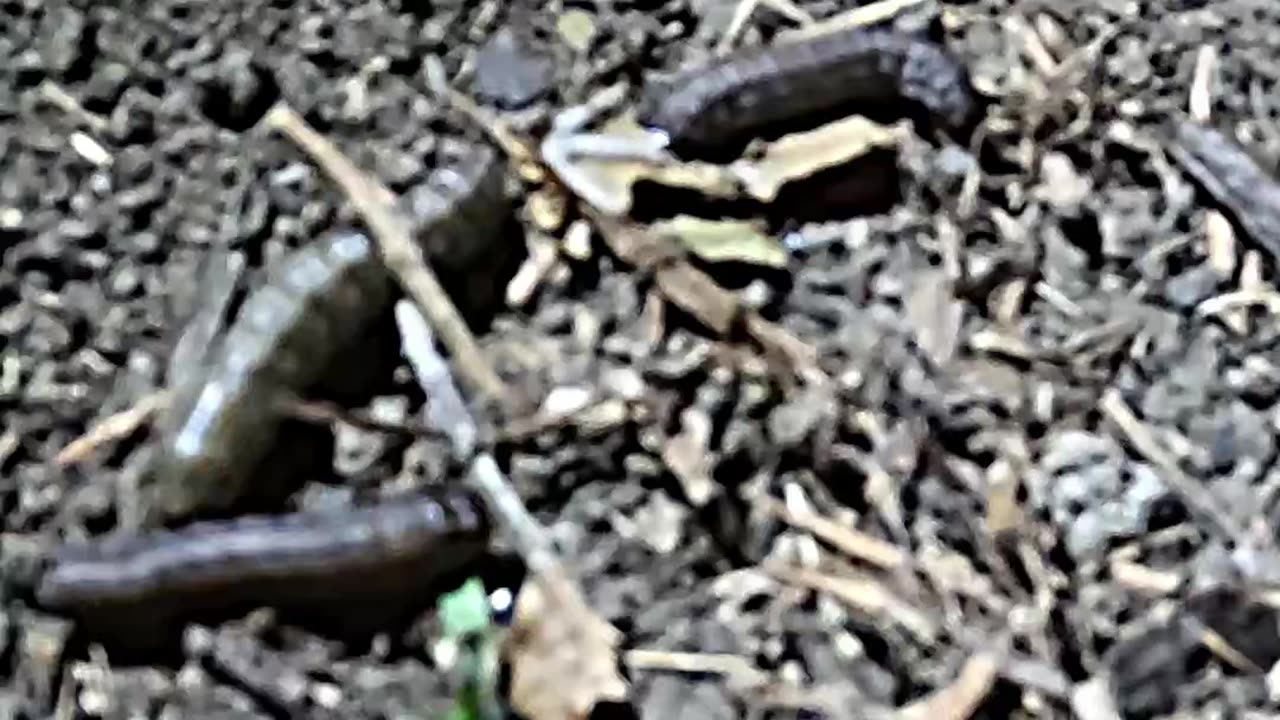 Creepy Worms are DESTROYING our Property... HELP!