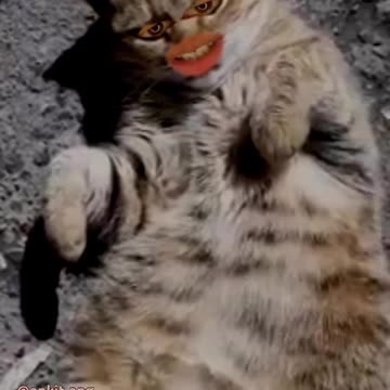 politics cat funny comedy