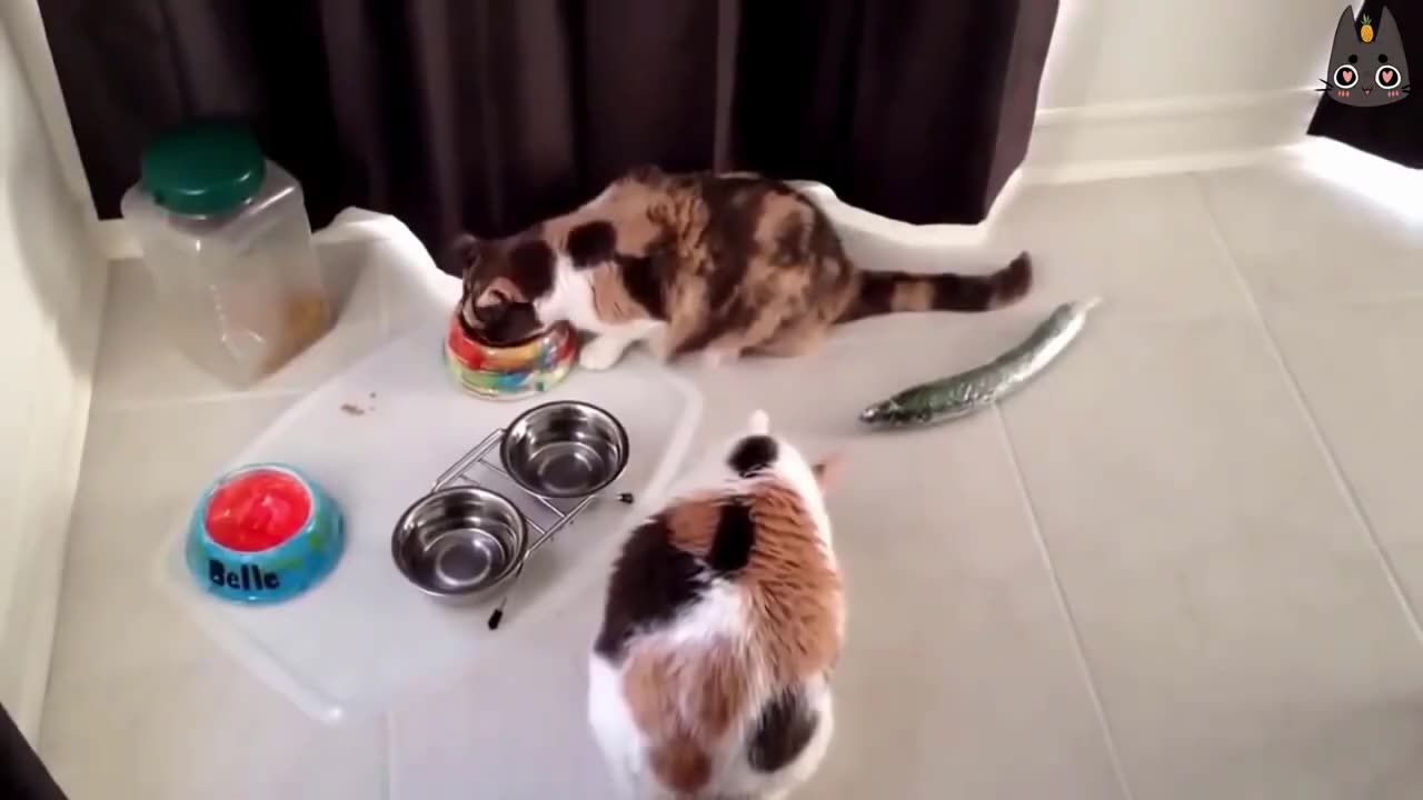 Cats vs Cucumbers! (A Compilation)