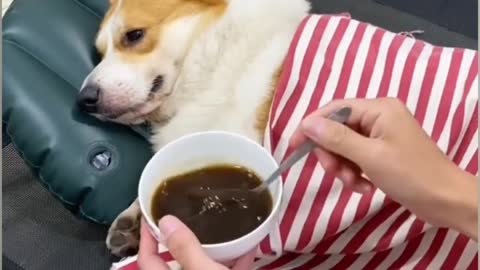Funniest Cat And Dogs Funny Animal Videos 2022