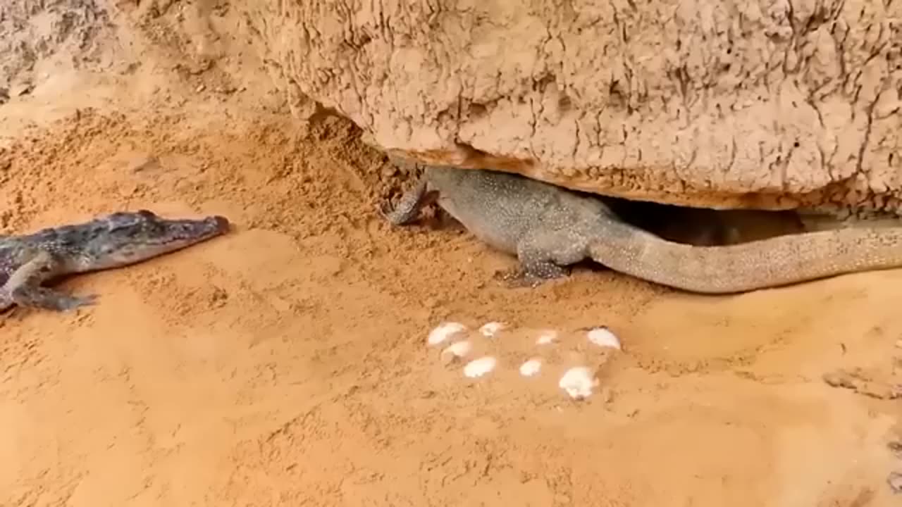 Aghast!The Brutal Moment When the Fierce Lion Couldn"t Avoid The Giant Lizard bites.Wildlife 2