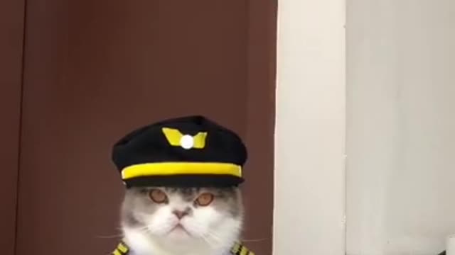 Cat Wearing a Police Uniform | Funny Cat Video