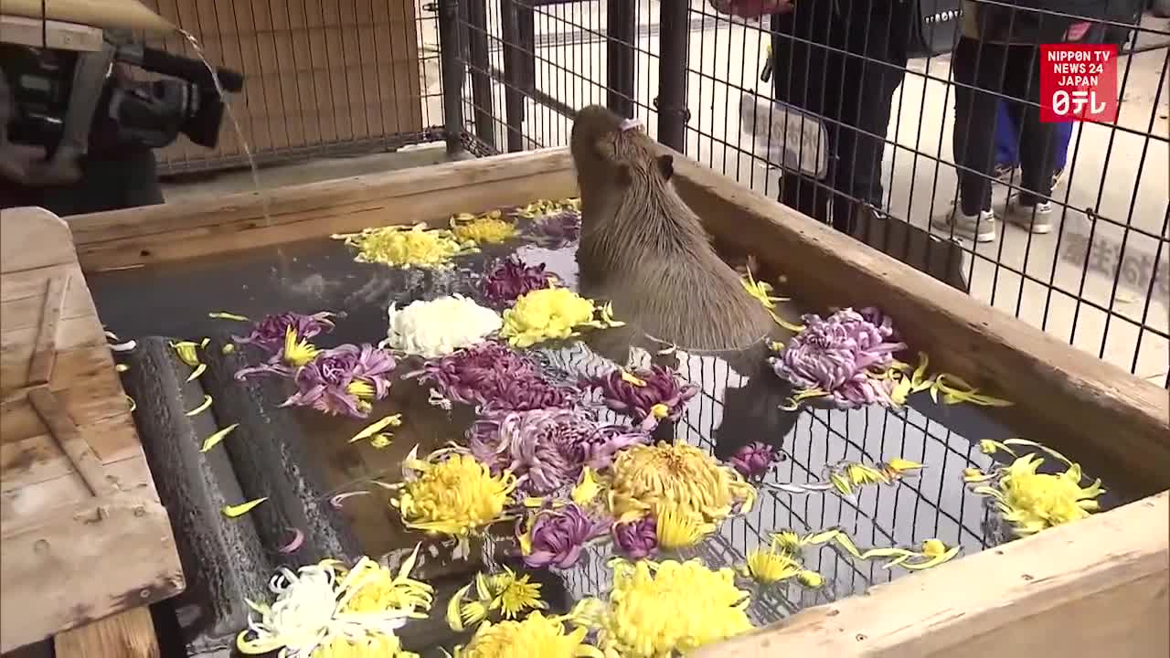 Capybara takes hot bath at Nagano zoo